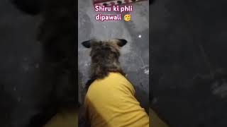 Kitne dyan se dekh rha hrescueddog doglover protectstraydogs [upl. by Christianna]