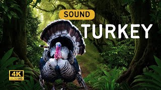 Turkey Sound Animal  Turkey Call  Turkey Sound Learn The Sound a Turkey Makes [upl. by Takashi]