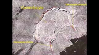 CementumPeriodontium 1 [upl. by Alletse]