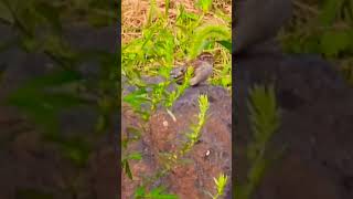 Sparrow does a little rock hopping nature sparrow bird wildlife [upl. by Akilak]