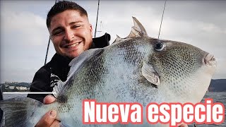 Metal IKA y pesca al vivo Tacho nueva especie en mi zona [upl. by Mushro629]