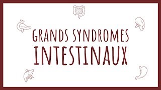 Sémiologie Intestinale  les Grands Syndromes [upl. by Anirbes990]