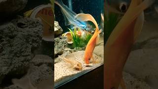 😱 aquarium shark gold koi fish [upl. by Evars930]