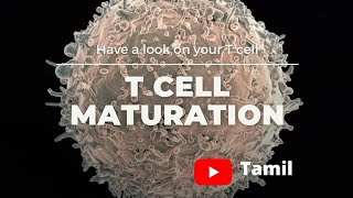 How T cell mature  T cell maturation  maturation of T cell in thymus  YouTube tamil [upl. by Riana]