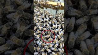 Abeja reina en pleno trabajo de colocar sus huevos oviposición abejas naturaleza apicultura [upl. by Marquis]