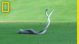 WATCH Two of Worlds Deadliest Snakes Battle on Golf Course  National Geographic [upl. by Ridglee154]