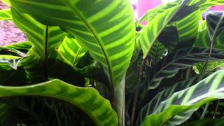 Calathea zebrina  Zebra Plant HD 01 [upl. by Dnalsor]