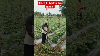 Khira ka khet review views 5k review [upl. by Aillimac]