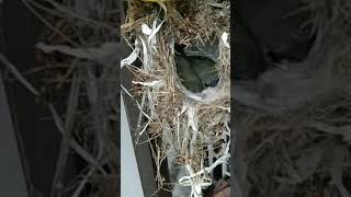 Sparrow Nest nature sparrow nest [upl. by Koppel]