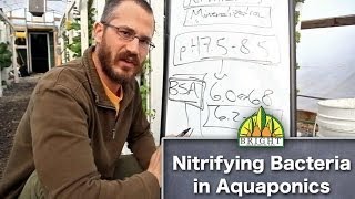 Nitrifying Bacteria in Aquaponics [upl. by Jamaal27]