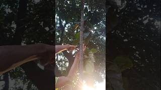 Lareta plant cutting grow tips sort [upl. by Shatzer588]