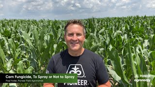 Fungicide Applications When You Should Spray Your Corn [upl. by Gnilsia618]