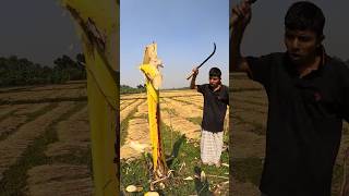 Funny banana part 50 shorts viral bananna satisfying farming shortvedios bananacutting [upl. by Laurent327]