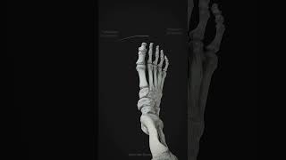 PronationSupination of the foot [upl. by Skier]