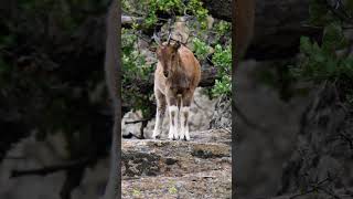 Celebrating International Day of the Markhor markhor wildlife wildlifephotography ibex [upl. by Gwendolen]