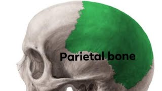 parietal bone  part 2  anatomy mbbs bds [upl. by Yajet116]