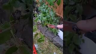 Harvesting dead buds from rose plant in my vegetable garden [upl. by Bussey]