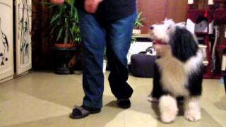 Freestyle  Dogdance  Bearded Collie  Mambo No 5 [upl. by Boeschen]