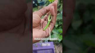 Pothos water propagation day 10 update waterpropagation pothos pothospropagation roots [upl. by Xanthus]