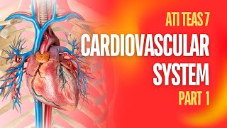 Cardiovascular System Review Part 1 [upl. by Imogene]