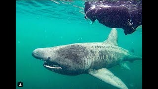 Swimming with Basking Sharks [upl. by Arri663]