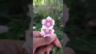 🤯 அழகிய ஊசிப்பாலை⁉️ Rosy milkweed vine flower  abithaakk herbal flowers shortsfeed shorts [upl. by Reeva876]