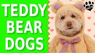 Top 10 Small Dog Breeds That Look Like Teddy Bears [upl. by Turmel]