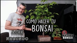 COMO EMPEZAR UN BONSAI  pinzado y poda ACER NEGUNDO [upl. by Egarton]