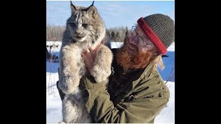 Handraised Canadian Lynx [upl. by Kimmi]