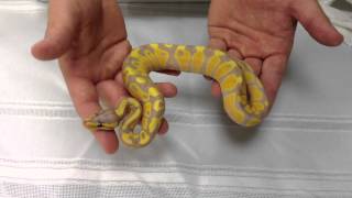 ball python unboxing Banana yellowbelly [upl. by Bennink257]