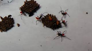 Assassin Bugs Wheel Bug Babies arilus cristatus nymphs [upl. by Gracye]