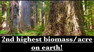 Washingtons superlative forest Worlds second highest biomass per acre [upl. by Gibe]