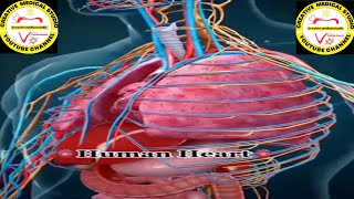 Human heart and spleen anatomy structure and location spleen function [upl. by Vharat448]