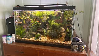 My 29 gallon zero maintenance no water changes overstocked tank [upl. by Nnylaj]