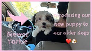 Bringing home our Biewer Terrier puppy ❤️🐶puppy vlog biewerterrier [upl. by Agathe]