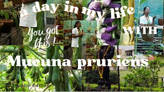 II Mucuna pruriens II PART 3 II BAMS II DRAVYA GUNA VIJNANA II [upl. by Mungovan230]