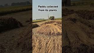 Paddy collected from its plants shorts [upl. by Rianna154]