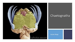 Aula de Chaetognatha [upl. by Sile]