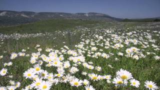 TurkicNogai Folk Song From Caucasus  Turnalar Cranes [upl. by Khajeh18]