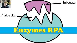 Enzymes RPA [upl. by Yorke]