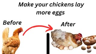 This is how to make your chickens start laying eggs again [upl. by Sollie]