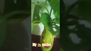 🏡❣️💕Aadis momGreen leave gardenmusic tseries bollywood☘️🌳🏡 [upl. by Rothstein]