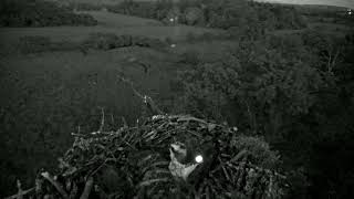 Bywyd Gwyllt Glaslyn Wildlife  Ffrwd Byw  Live Stream [upl. by Nenerb]