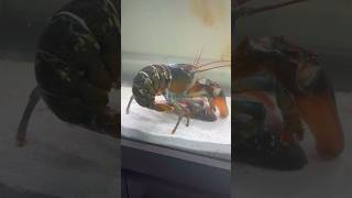 Pet lobster🦞fights for snapper carcass🤯 fish lobster fishtank [upl. by Lahey]