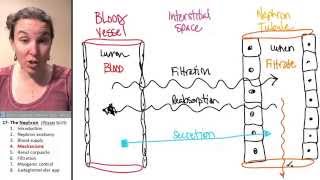 Nephron 4 Mechanisms [upl. by Fallon]