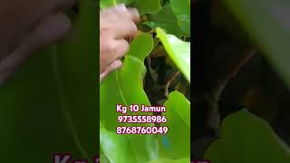 Kg 10 Jamun ezonefly fruitplant exoticfruitplants agriculture agricultufruittreegardenjamun [upl. by Phila595]