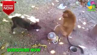 বানর ও কুকুরের ঝগড়া  Monkey and Dog Quarrel  MOHIB 100 [upl. by Latsyrcal750]