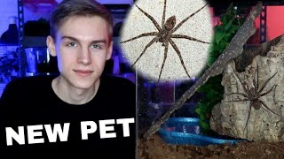 NEW PET  Fishing Spider  SemiAquatic Enclosure Set Up [upl. by Stratton]