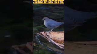 पानी में भी नहीं भींगते ये Bird  The Dipper Bird shorts ytshorts [upl. by Janean]