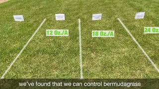 Remove Bermudagrass from Zoysiagrass with Recognition Herbicide [upl. by Garin615]